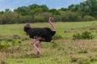 Portrait of a male ostrich walking Masai Mara National Reserve-Kenya Art Print